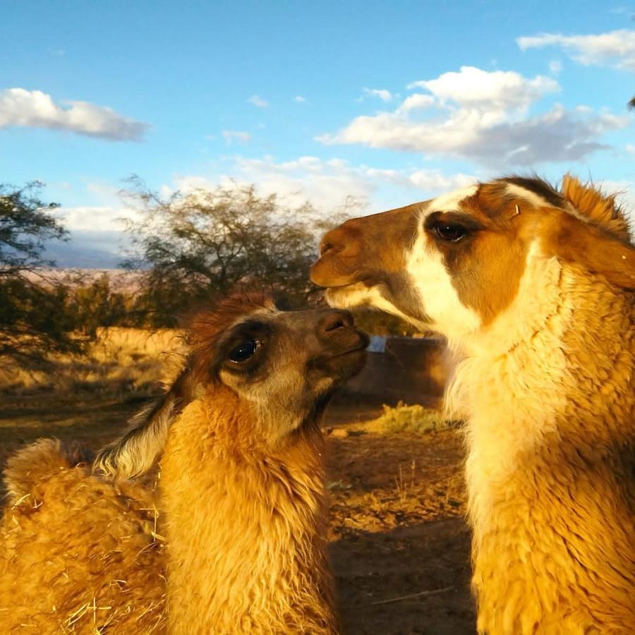 Cabanas Voyage Atacama San Pedro de Atacama Dış mekan fotoğraf