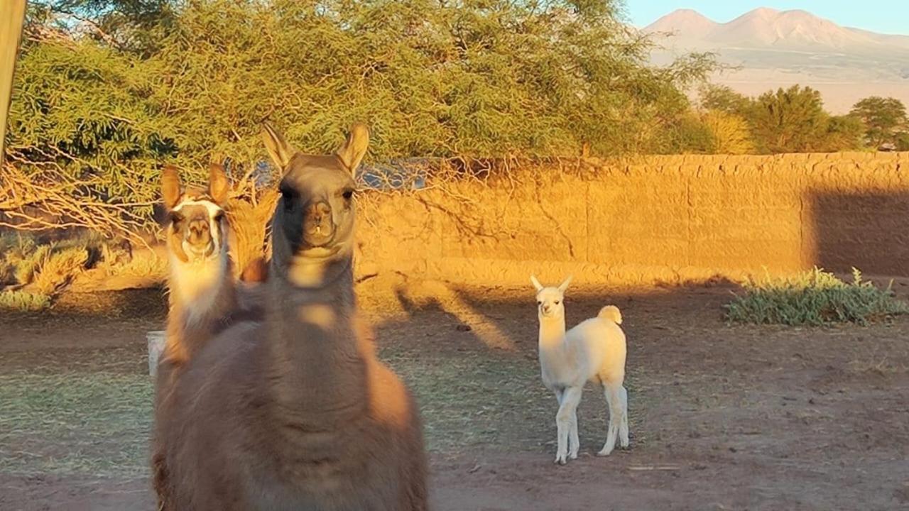 Cabanas Voyage Atacama San Pedro de Atacama Dış mekan fotoğraf