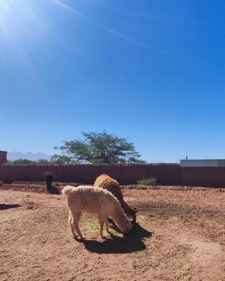 Cabanas Voyage Atacama San Pedro de Atacama Dış mekan fotoğraf