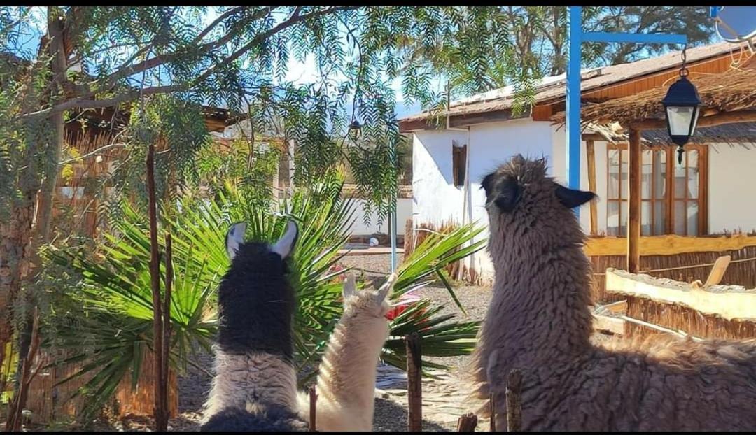 Cabanas Voyage Atacama San Pedro de Atacama Dış mekan fotoğraf