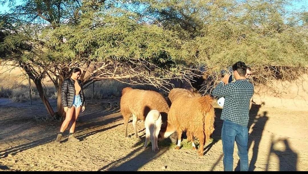 Cabanas Voyage Atacama San Pedro de Atacama Dış mekan fotoğraf