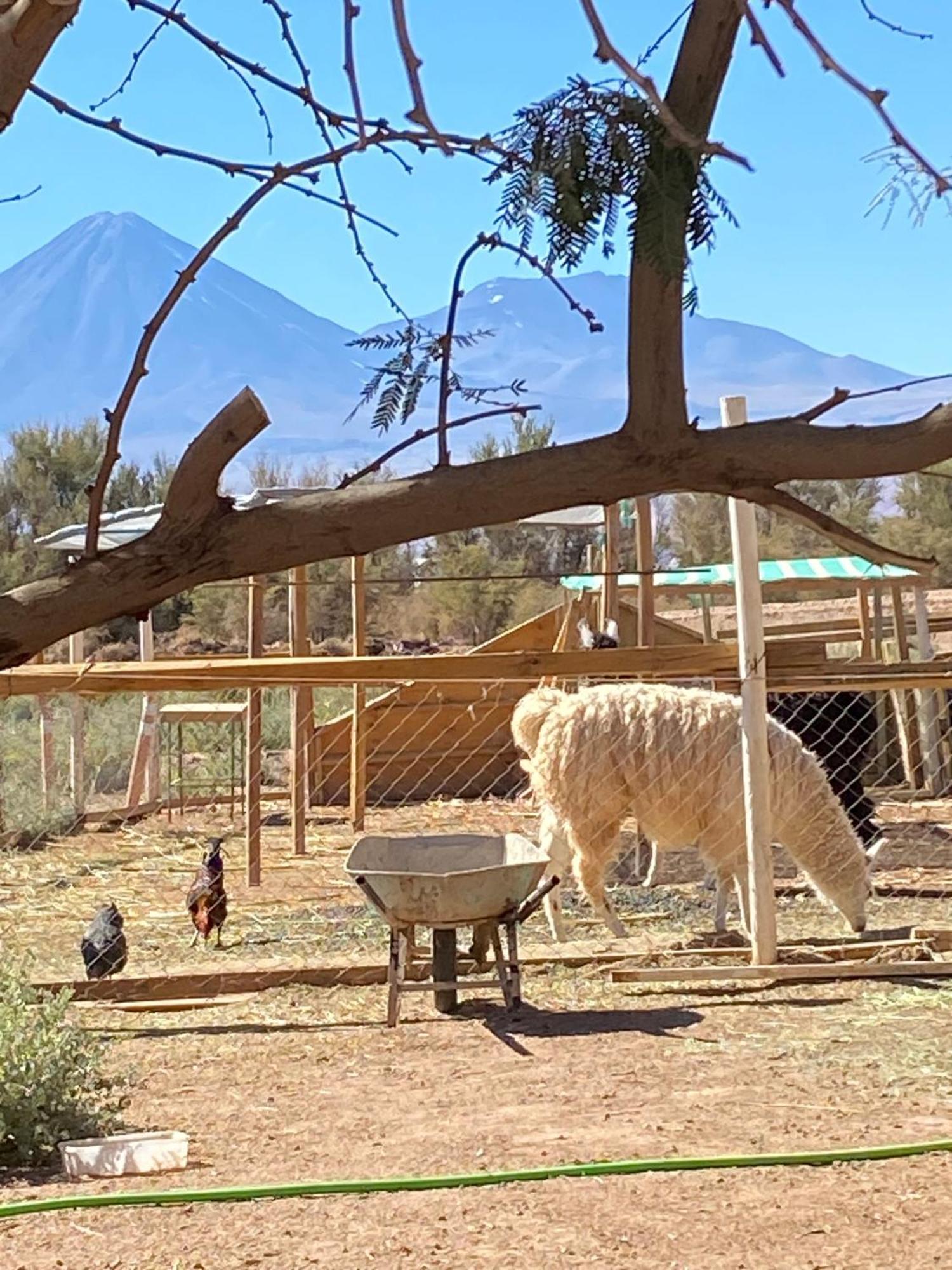 Cabanas Voyage Atacama San Pedro de Atacama Dış mekan fotoğraf